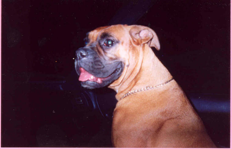 pretty dog