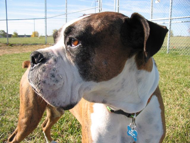 Pretty October Day - Beautiful Boxer
