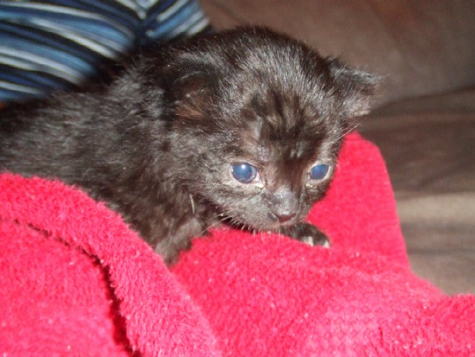 Pretty Onyx