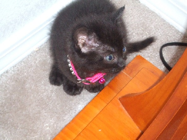 Pretty Onyx