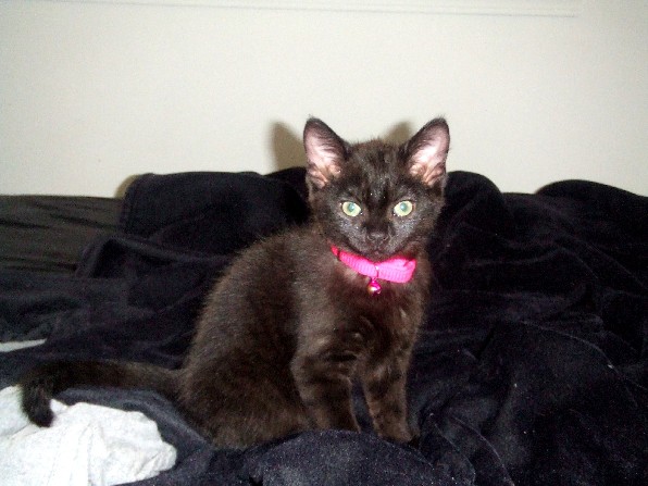 Pretty Onyx