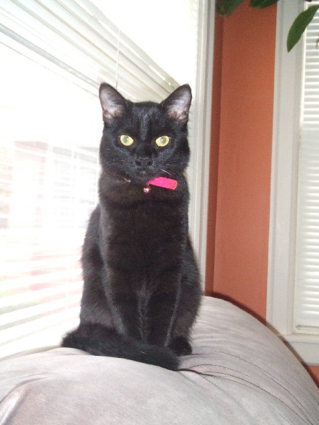Pretty Onyx