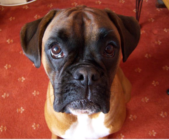 Pretty Rubes
