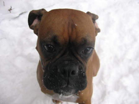 Pretty snow puppy!