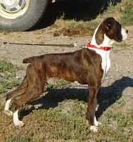 pretty stalking the cat