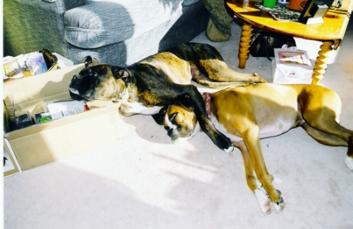 Prince & Rox