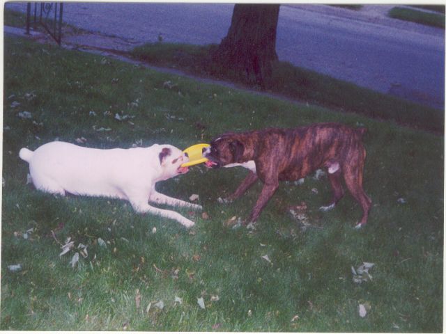 Prince_and_Apollo1