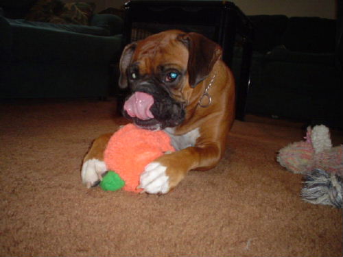Princess and her squeaky pumpkin