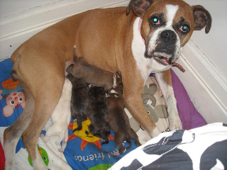 Princess and the Pups the day they were born.