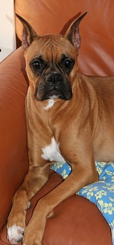 Princess Goldie