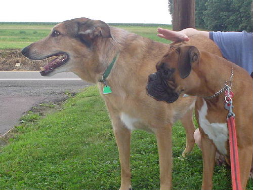 Princess & her buddy from nextdoor