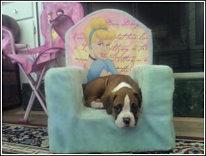 Princess Roxy
