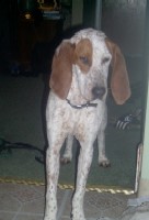 Priscilla our foster Coonhound