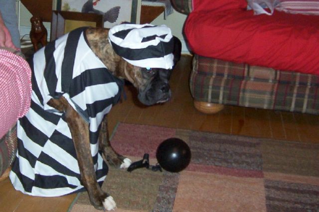 prisoner of love