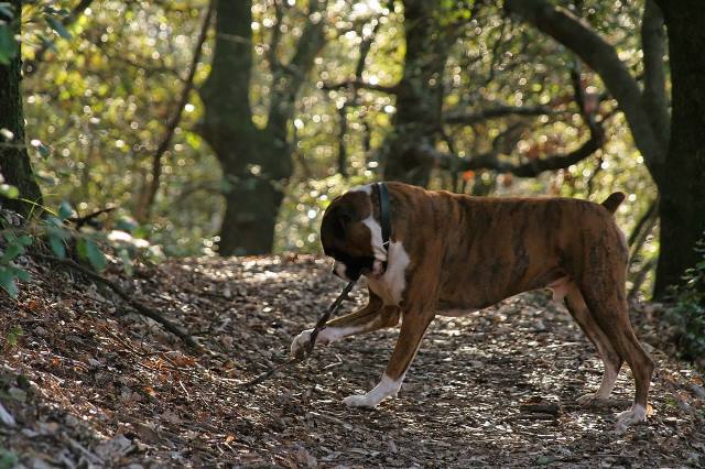 Prized stick