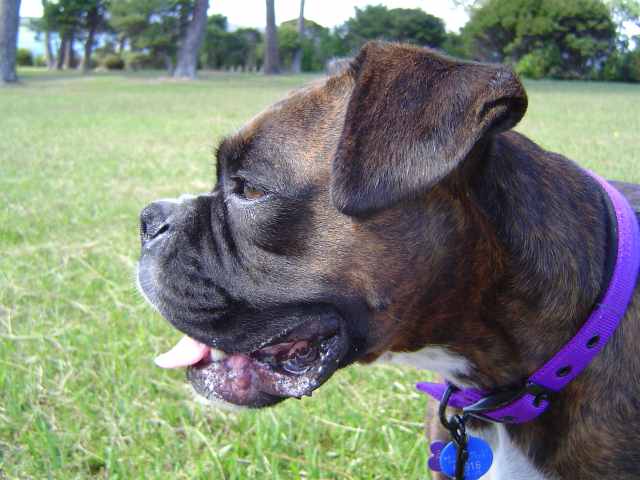 Profile at the park