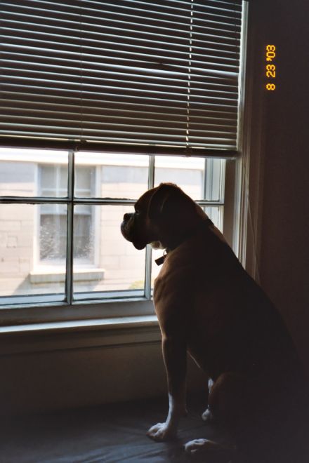 Profile of Beau