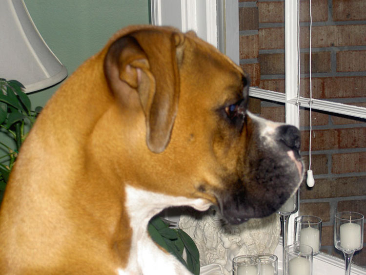 Profile