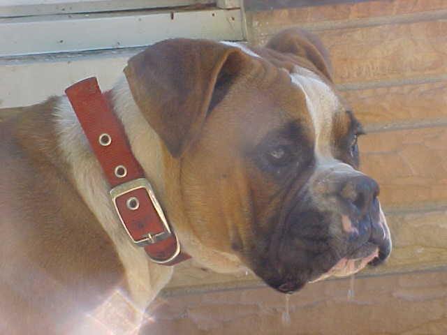 Profile