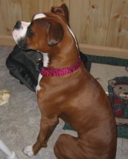 Profile