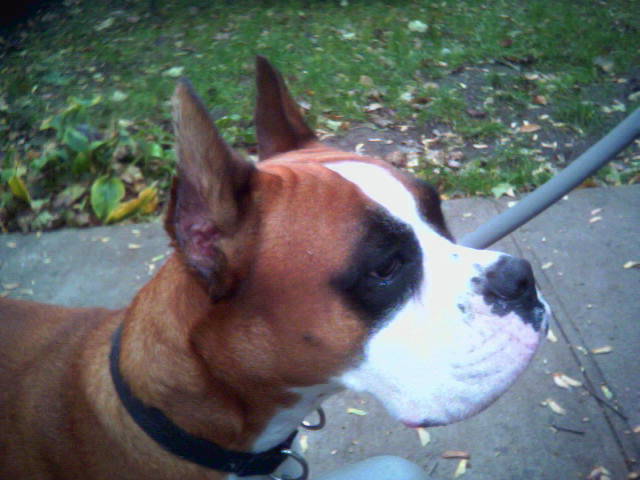 Profile
