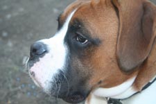 profile
