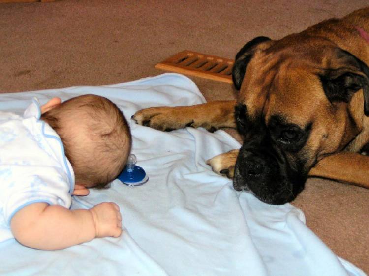 Protector