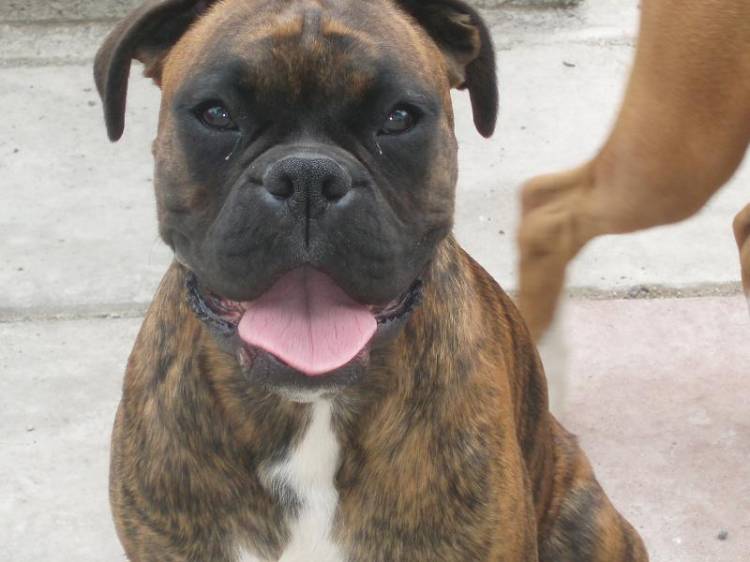 proud boxer sammy