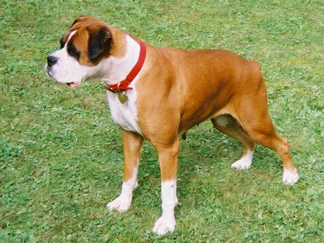 Proud Boxer