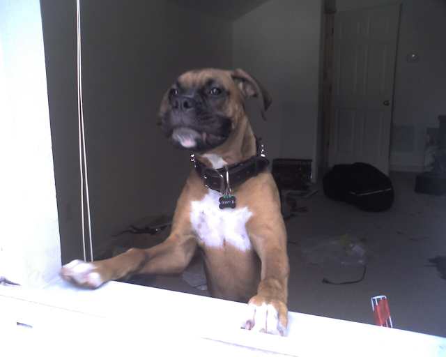 Proud boxer