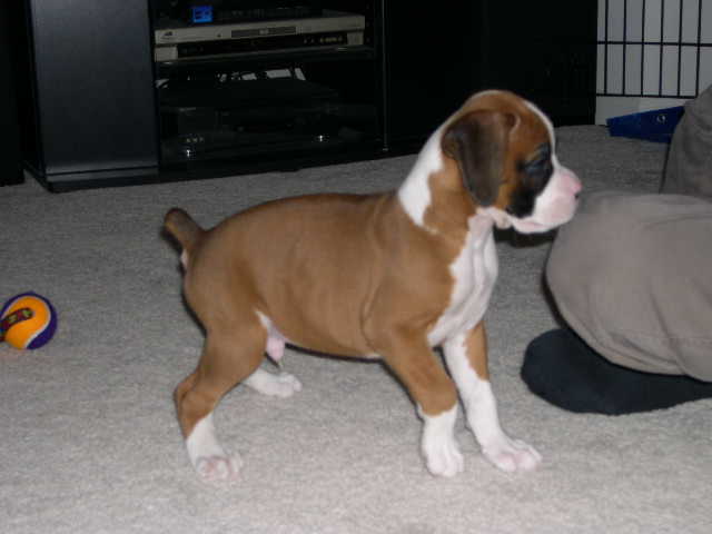 Proud little prancer