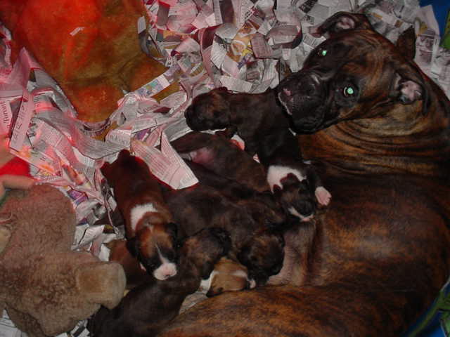 Proud Mama "Middy"