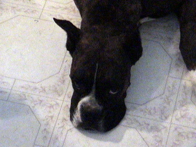 Pru resting