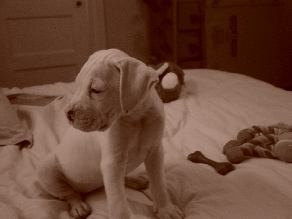 Pua Kea mellow on the bed