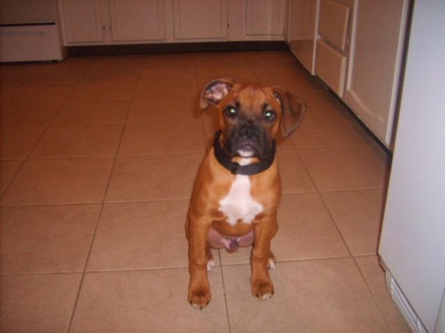pudge_1-2012