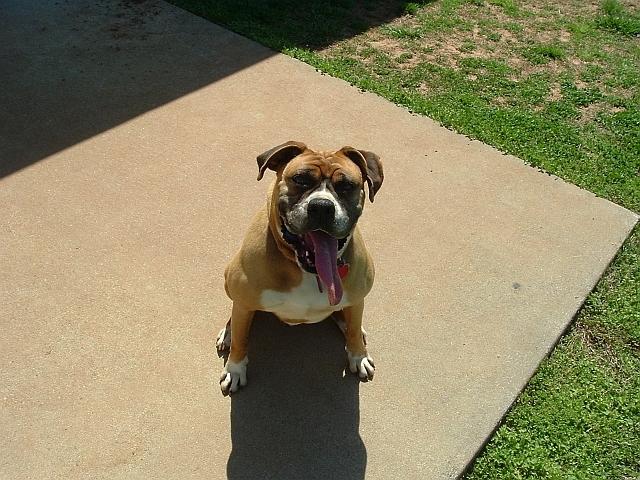 Pumba