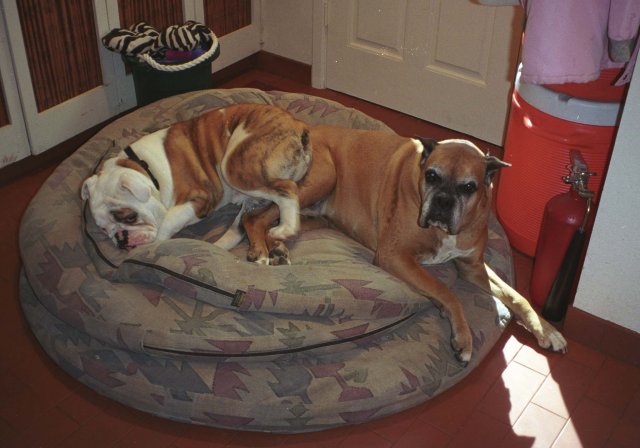 Pumbaa the pillow