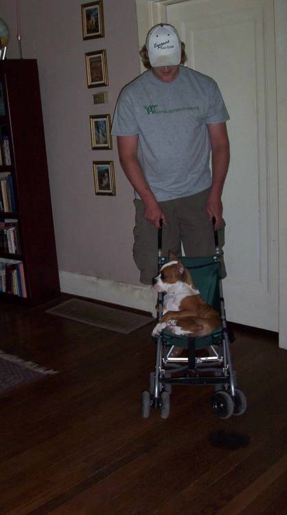 Punchie in the Stroller