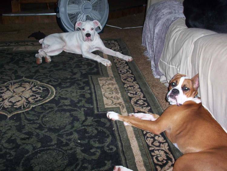 Punchinella and Boo taking a break from playing