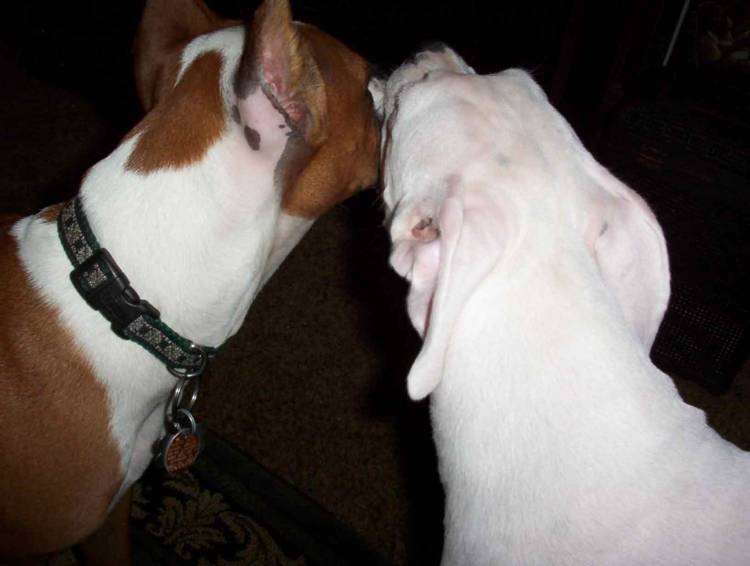 Punchinella Kissing Brother Boo
