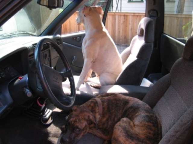 Punk and Casey driving