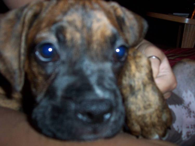 Pup Coco