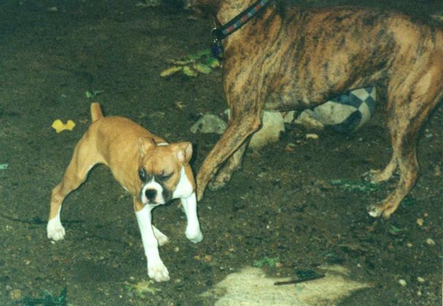 pup1