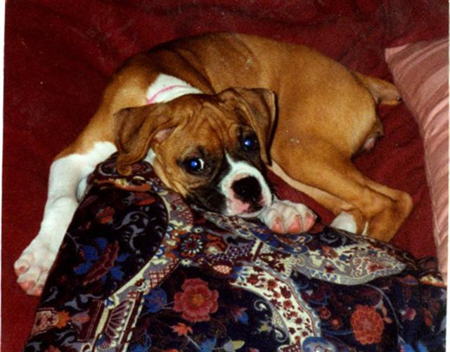 pup2