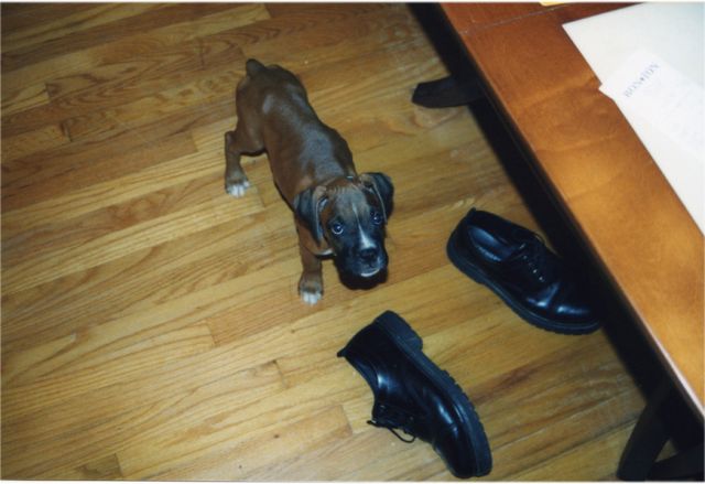pup2