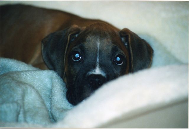 pup3