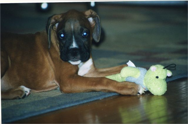pup4