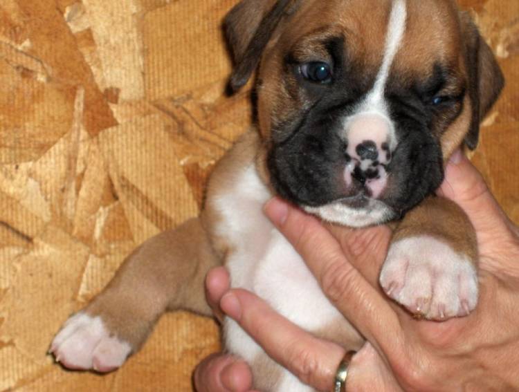 pupi