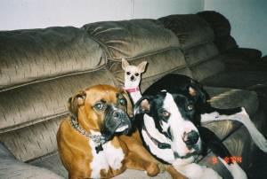 puppers