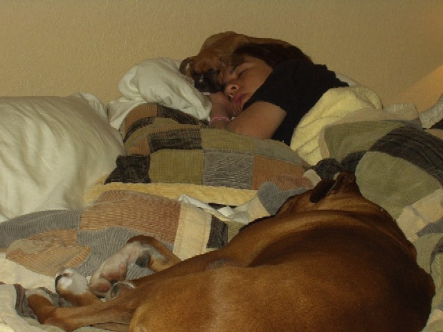 Puppies and their boy